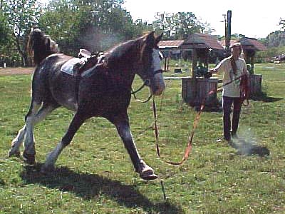 Emma trotting